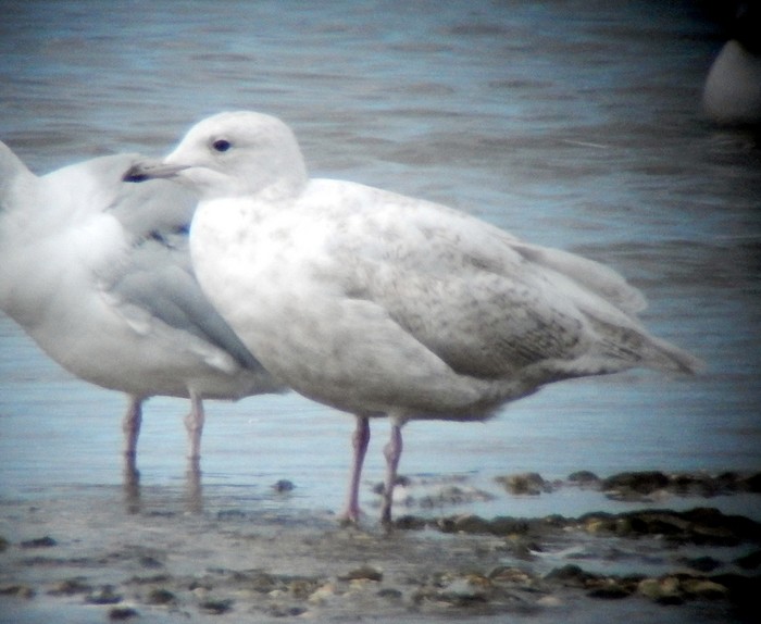 Iceland Gull