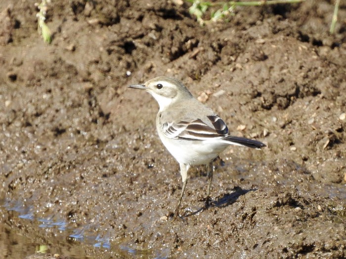 Citrine Wagtail