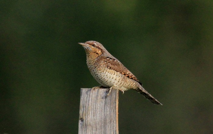 Wryneck