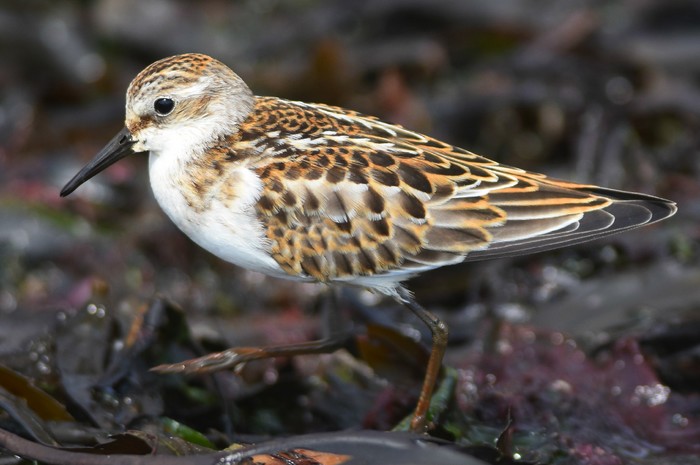 Little Stint
