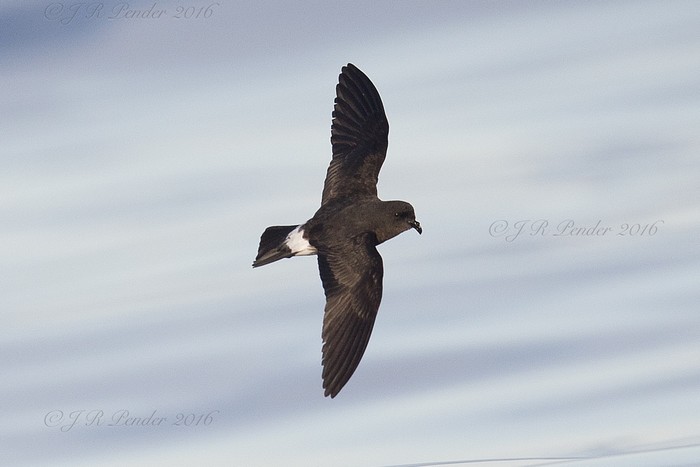 Storm Petrel