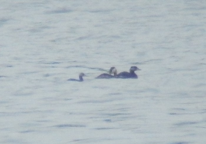 Red-necked Grebe