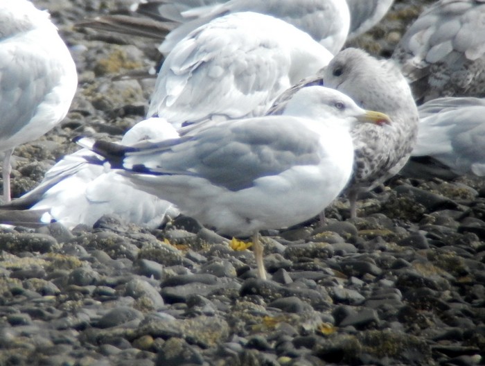 Yellow-legged Gull