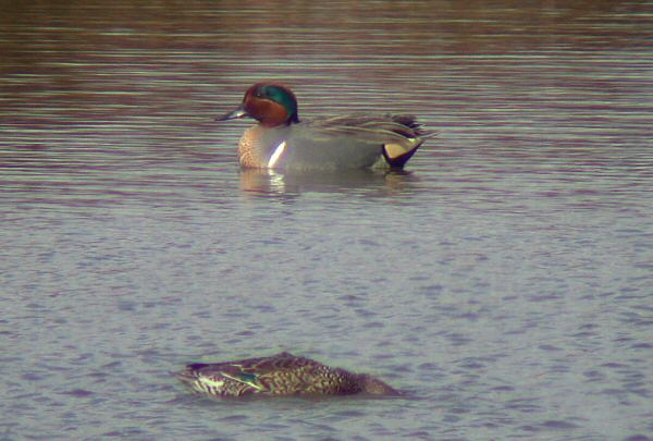 Green-winged Teal