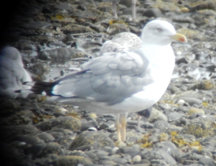 Yellow-legged Gull