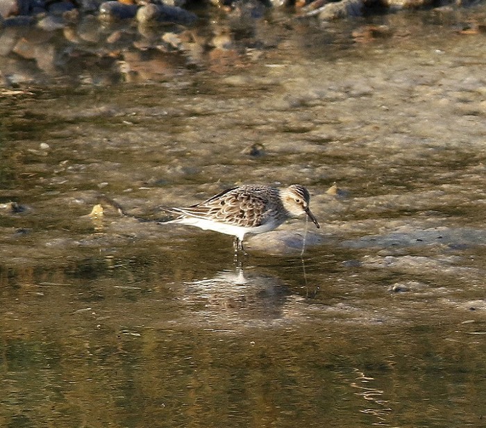 Baird's Sandpiper