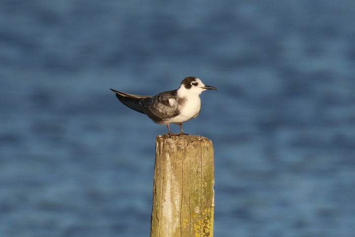 Black Tern