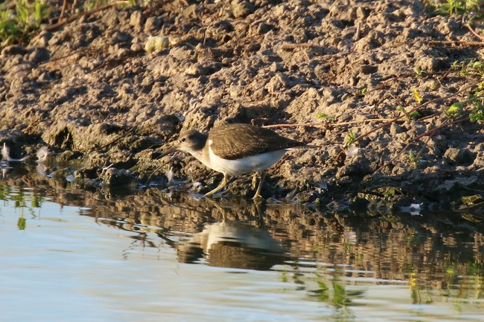 Common Sandpiper