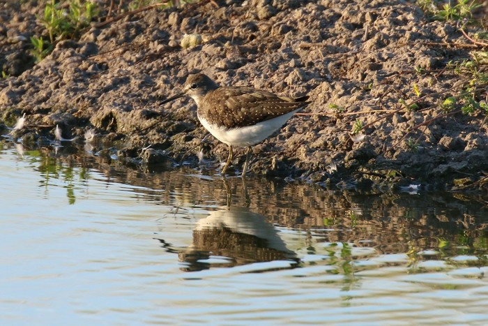Green Sandpiper