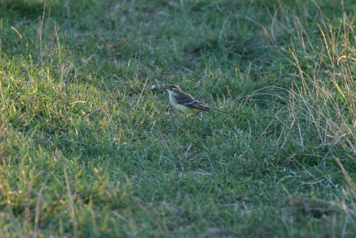 Yellow Wagtail
