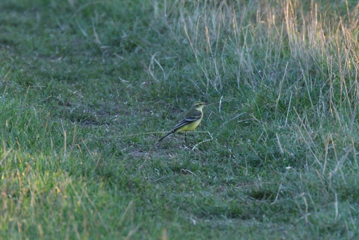 Yellow Wagtail