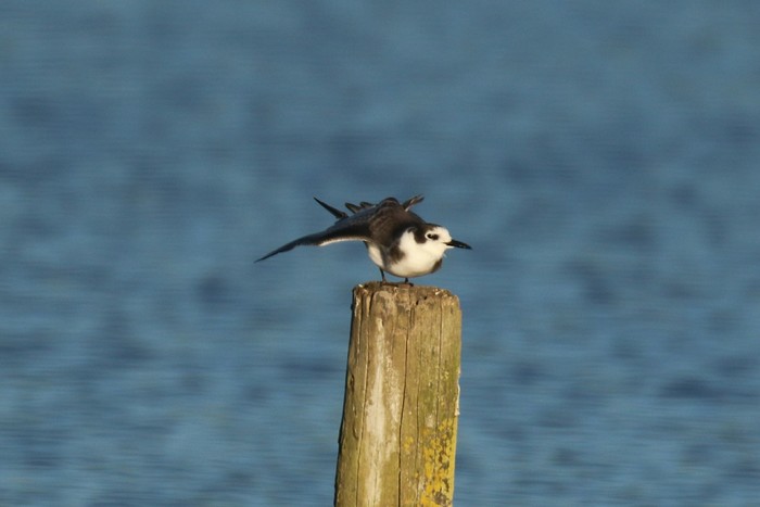 Black Tern