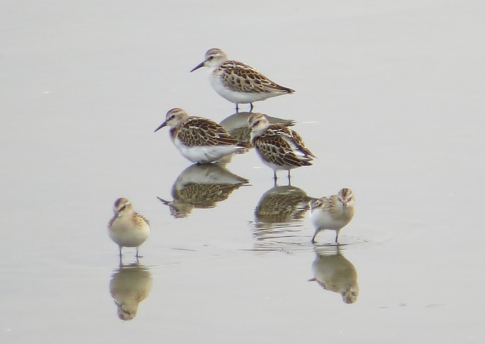 Little Stint