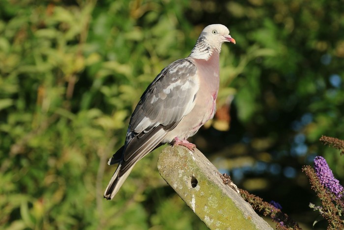 Woodpigeon