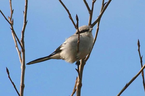 Great Grey Shrike