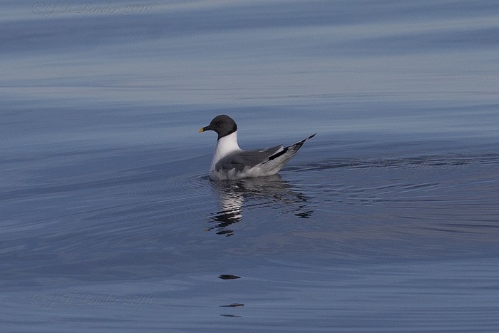 Sabine's Gull