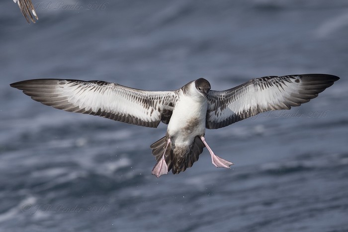 Great Shearwater
