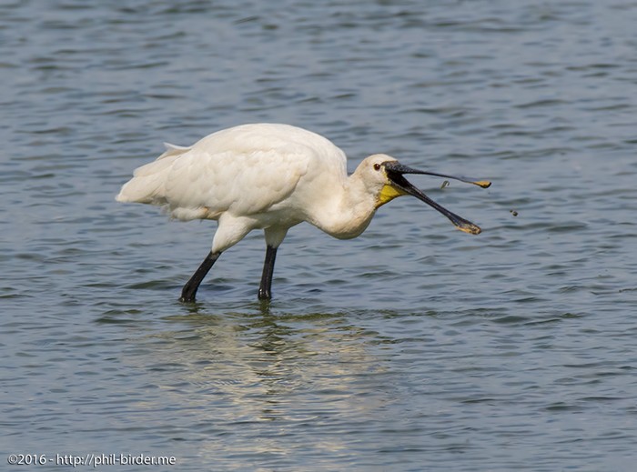 Spoonbill