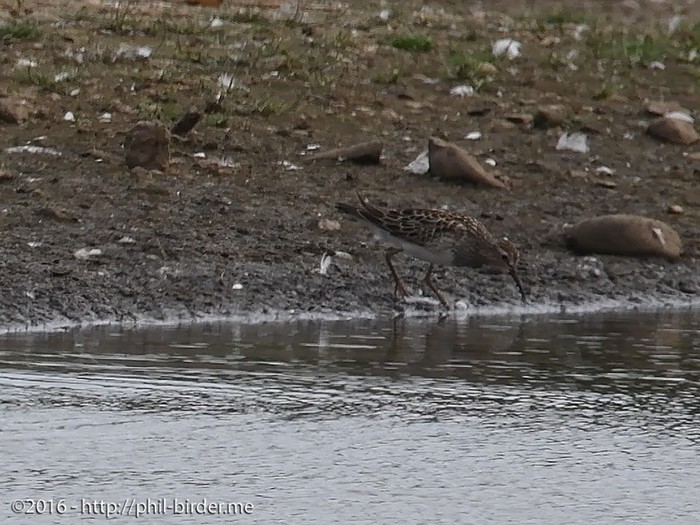 Pectoral Sandpiper