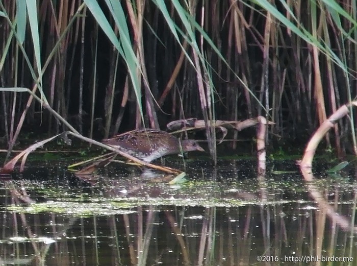 Spotted Crake