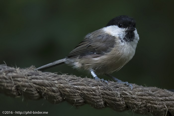 Willow Tit