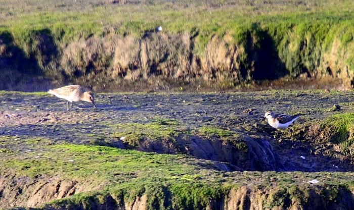Little Stint