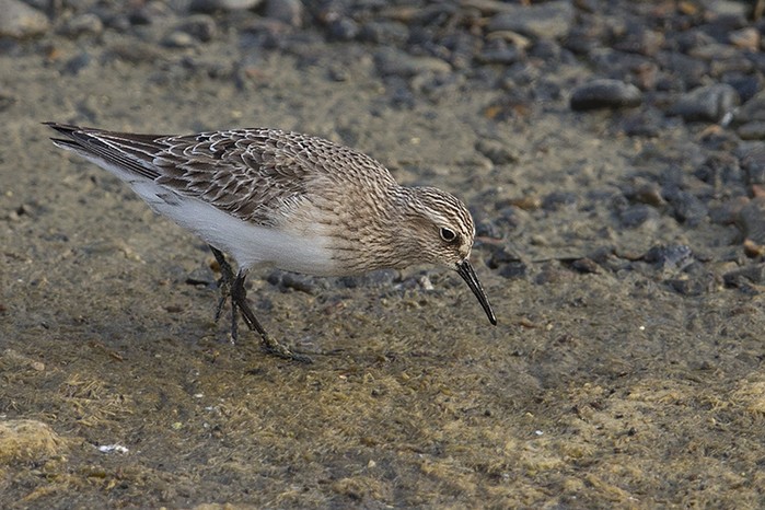 Baird's Sandpiper