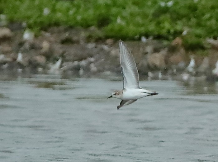 Little Stint