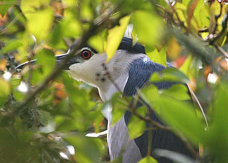 Night Heron