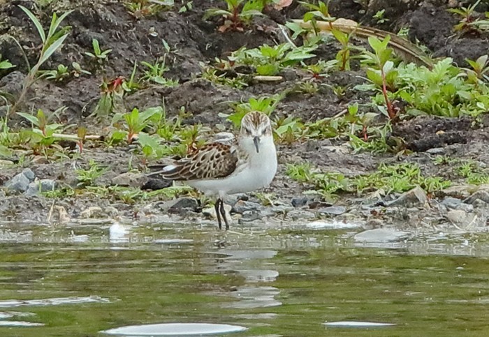 Little Stint