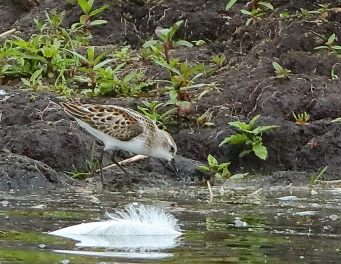 Little Stint