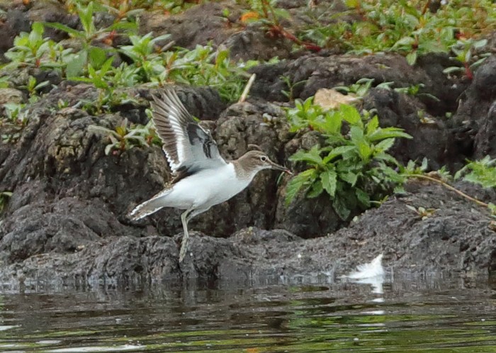 Common Sandpiper