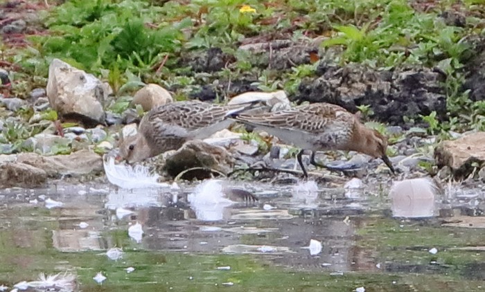 Dunlin