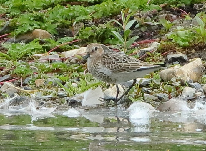 Dunlin