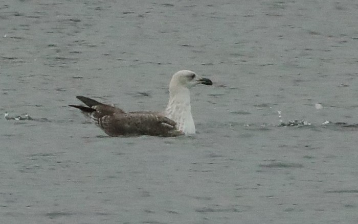 Great Black-backed Gull