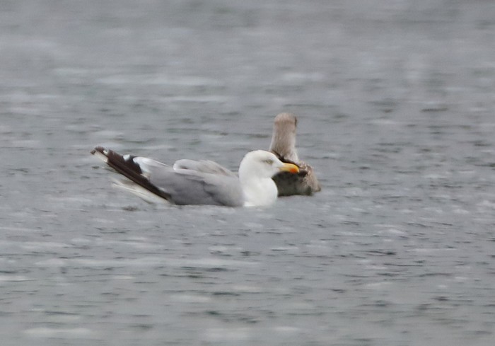 Yellow-legged Gull