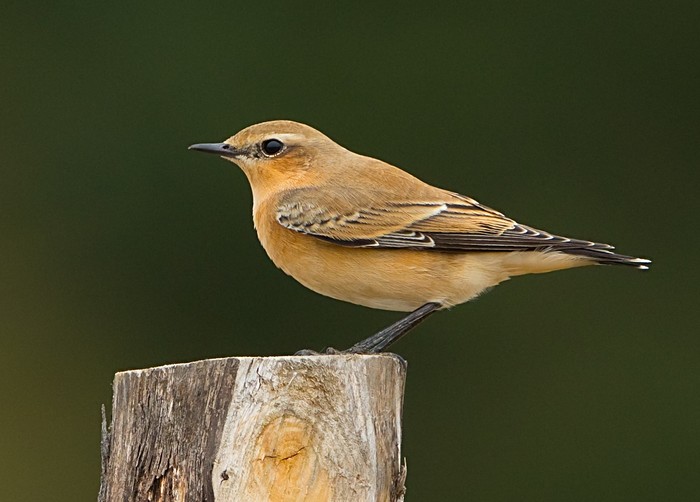 Wheatear