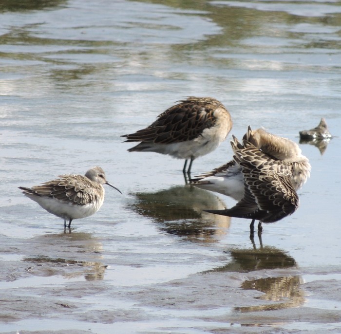 Curlew Sandpiper