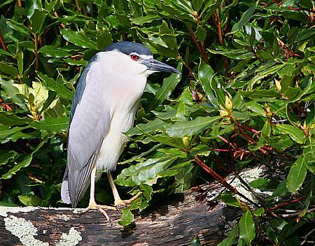 Night Heron
