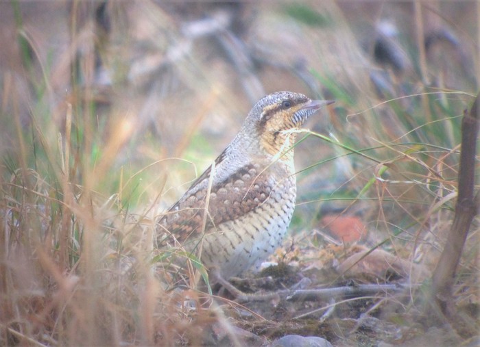 Wryneck