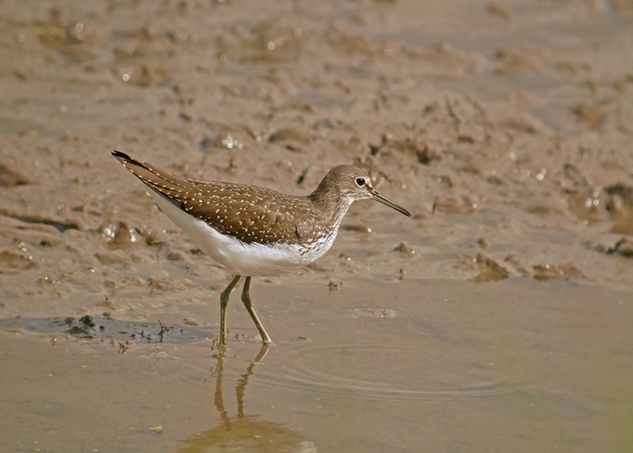 Green Sandpiper
