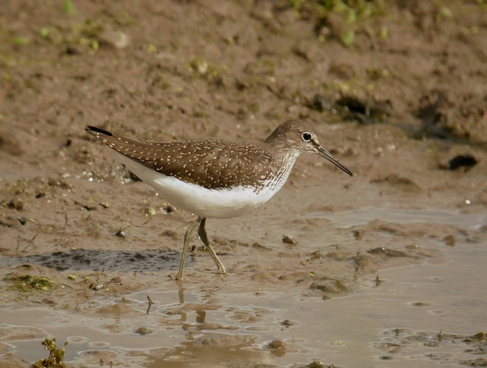 Green Sandpiper