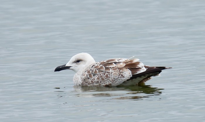 Caspian Gull