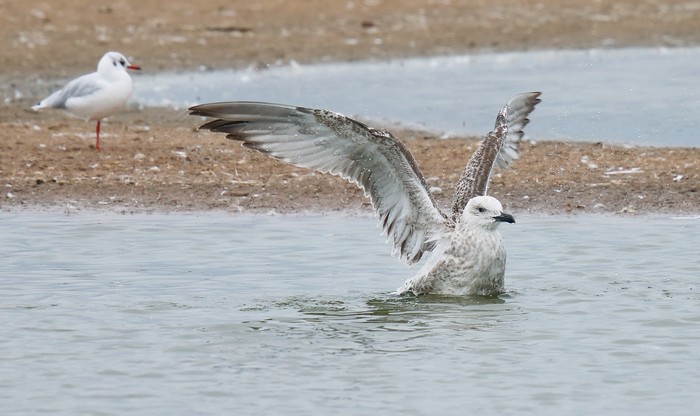 Caspian Gull