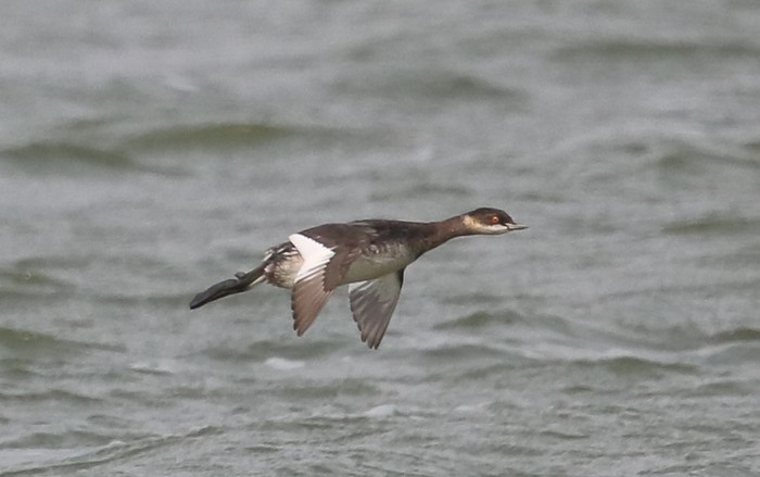 Black-necked Grebe
