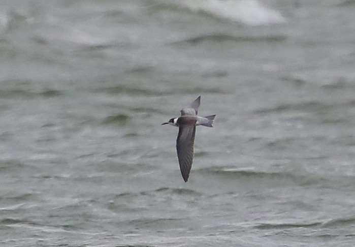 Black Tern