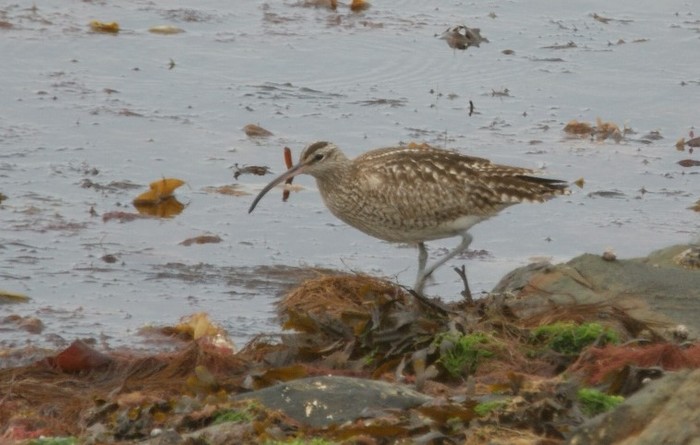 Hudsonian Whimbrel