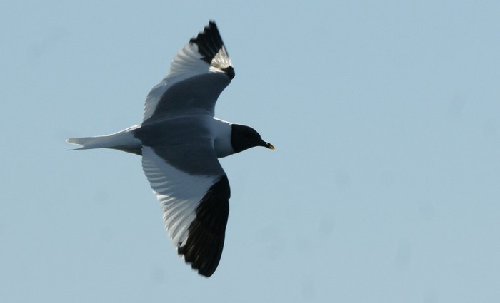 Sabine's Gull