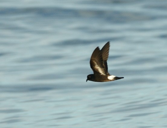 Storm Petrel