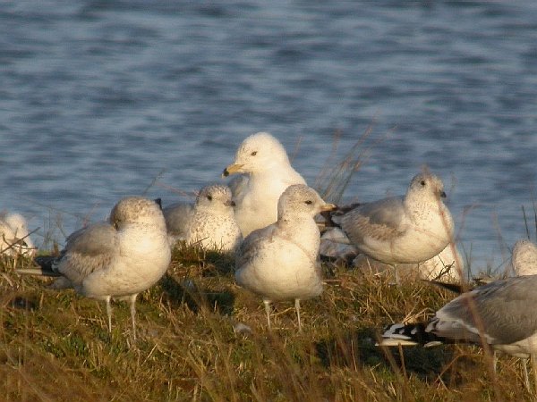 Ring-billed Gull